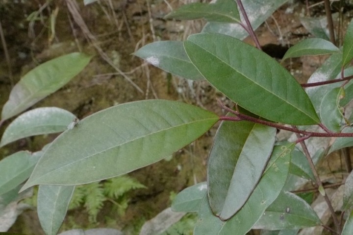 Photo of Quintinia sieberi (Possumwood)