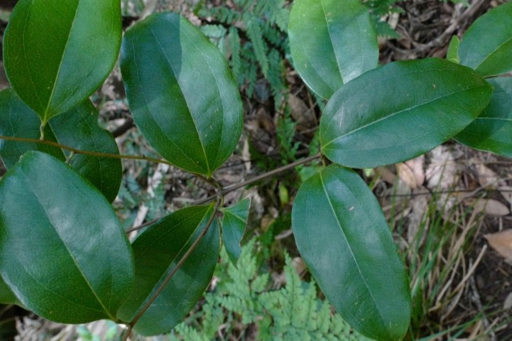 Photo of Ripogonum album (White Supplejack)