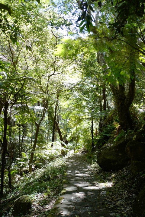 Photo of Angophora Walk in Cooper Park