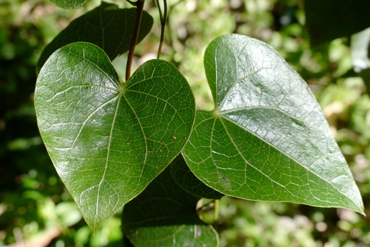 Photo of Sarcopetalum harveyanum