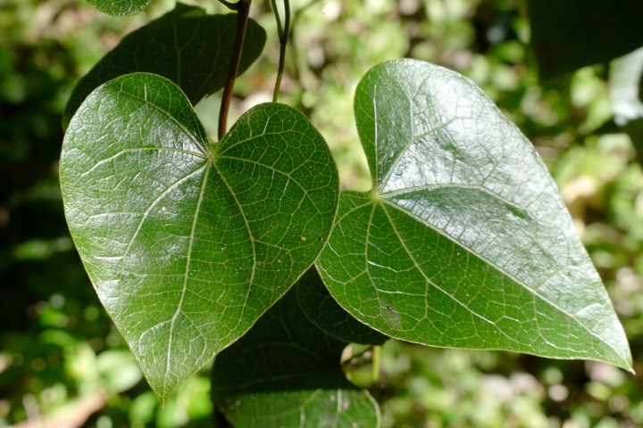 Photo of Sarcopetalum harveyanum (Pearl Vine)