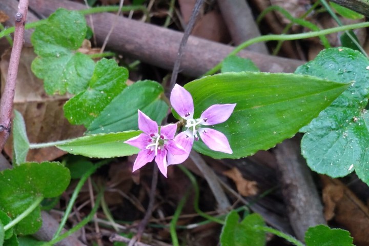 Photo of Schelhammera undulata (Lilac Lily)