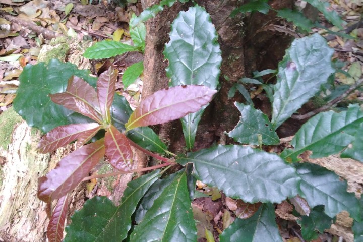 Photo of Sloanea australis (Maiden's Blush)