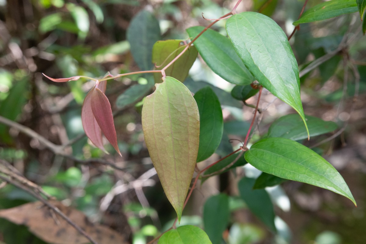 Photo of Smilax glyciphylla