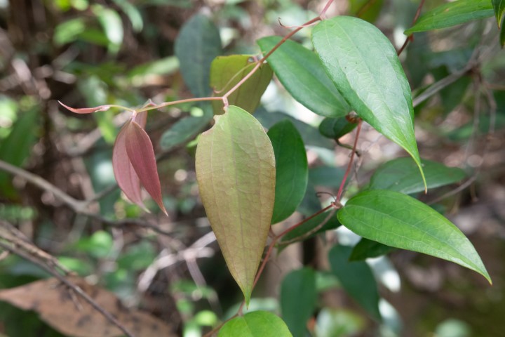 Photo of Smilax glyciphylla (Sweet Sarsaparilla)