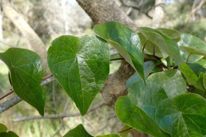 Photo of Stephania japonica (Snake Vine)