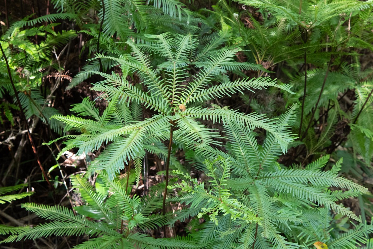 Photo of Sticherus flabellatus