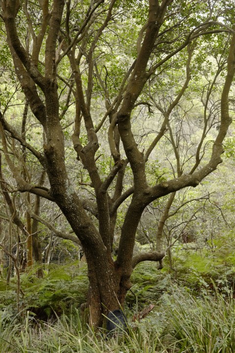 Old Synoum glandulosum in Cooper Park