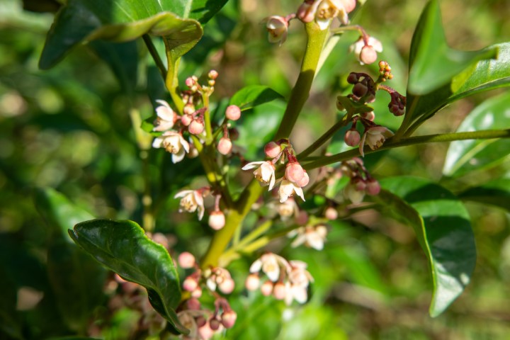 Synoum glandulosum leaves and flowers