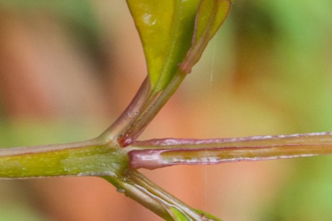 Syzygium australe stem