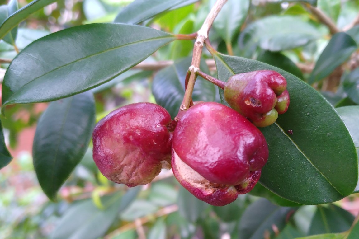 Syzygium australe fruit