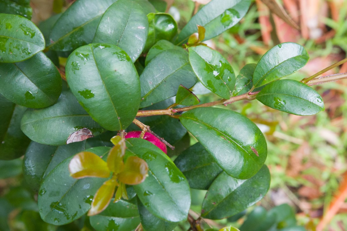 Photo of Syzygium australe