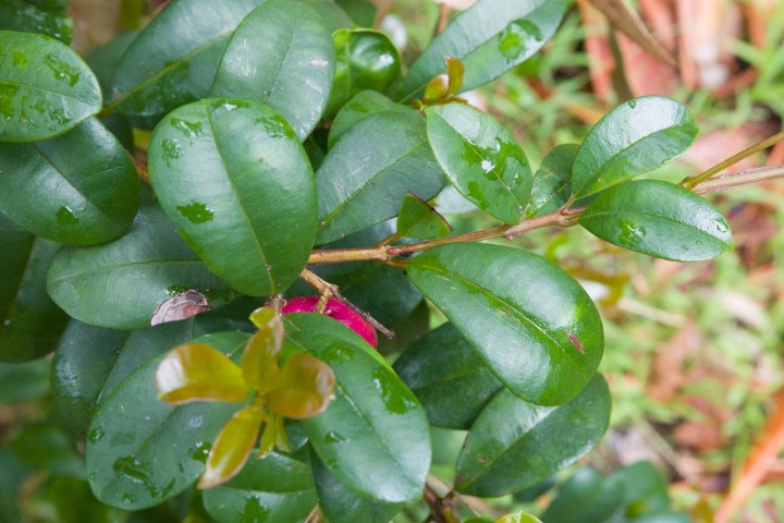 Photo of Syzygium australe (Brush Cherry)