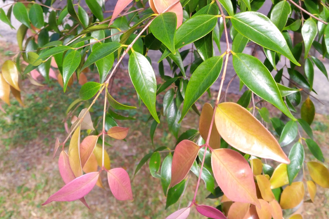 Syzygium leumannii