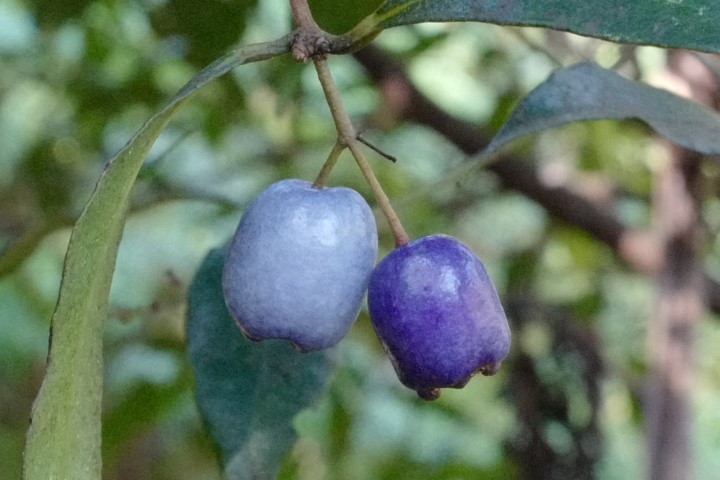 Photo of Syzygium oleosum (Blue Lilly Pilly)