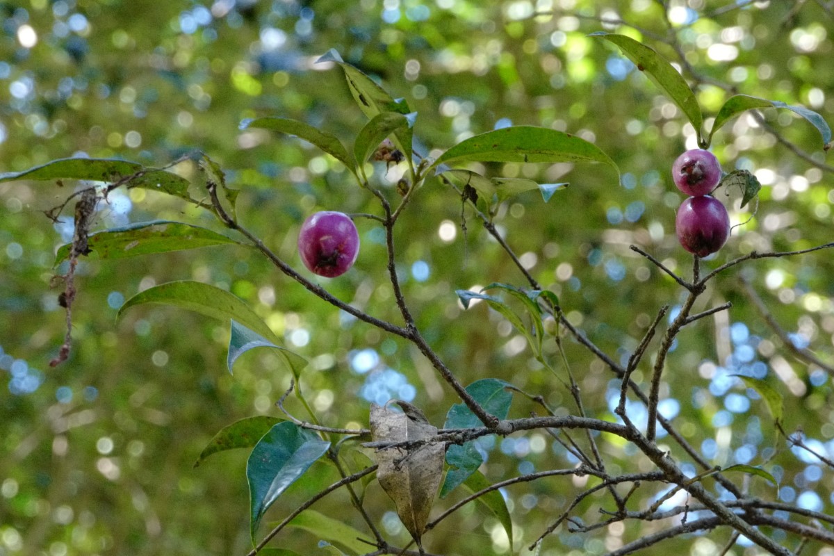 Syzyium paniculatum