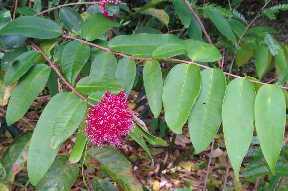 Syzygium wilsonii