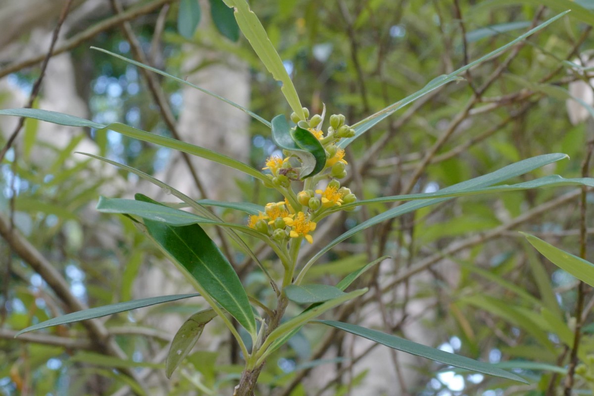 Photo of Tristaniopsis laurina