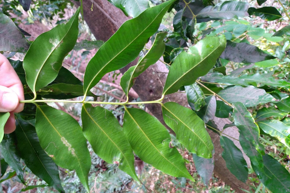 Waterhousea floribunda