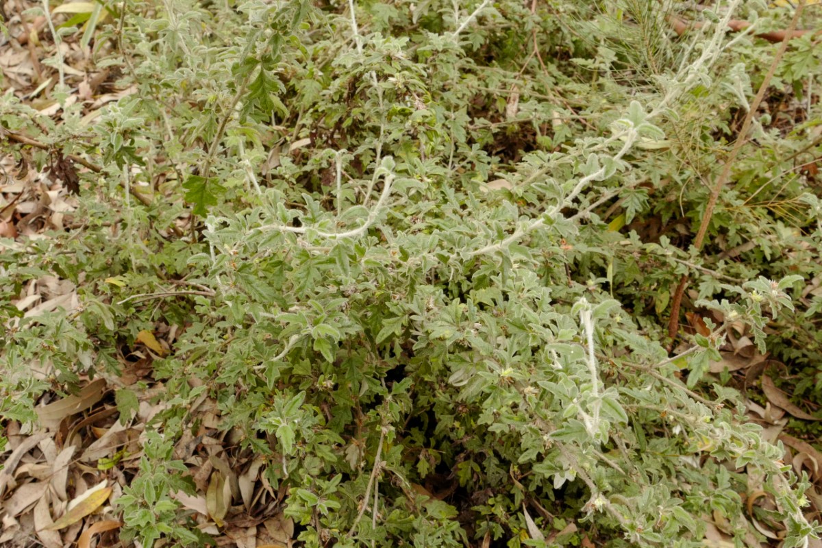 Photo of Xanthosia pilosa