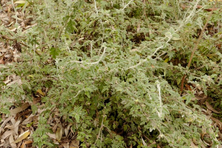 Photo of Xanthosia pilosa (Woolly Xanthosia)