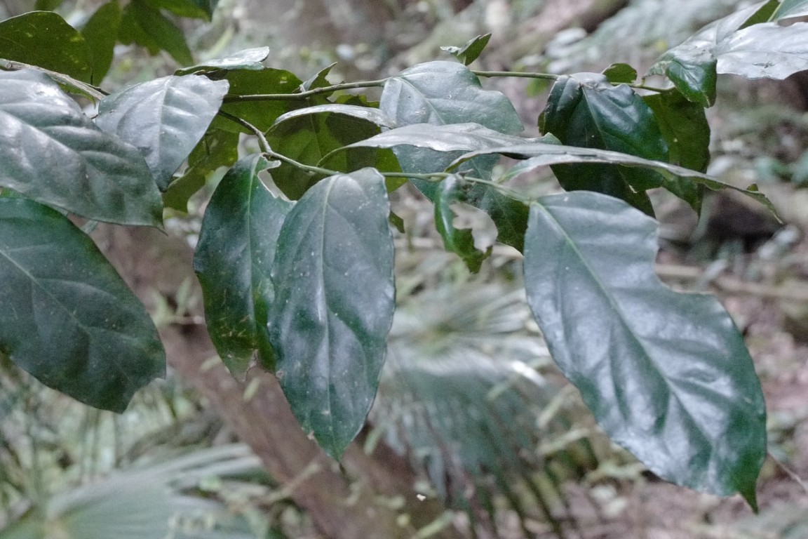 Photo of Citronella moorei