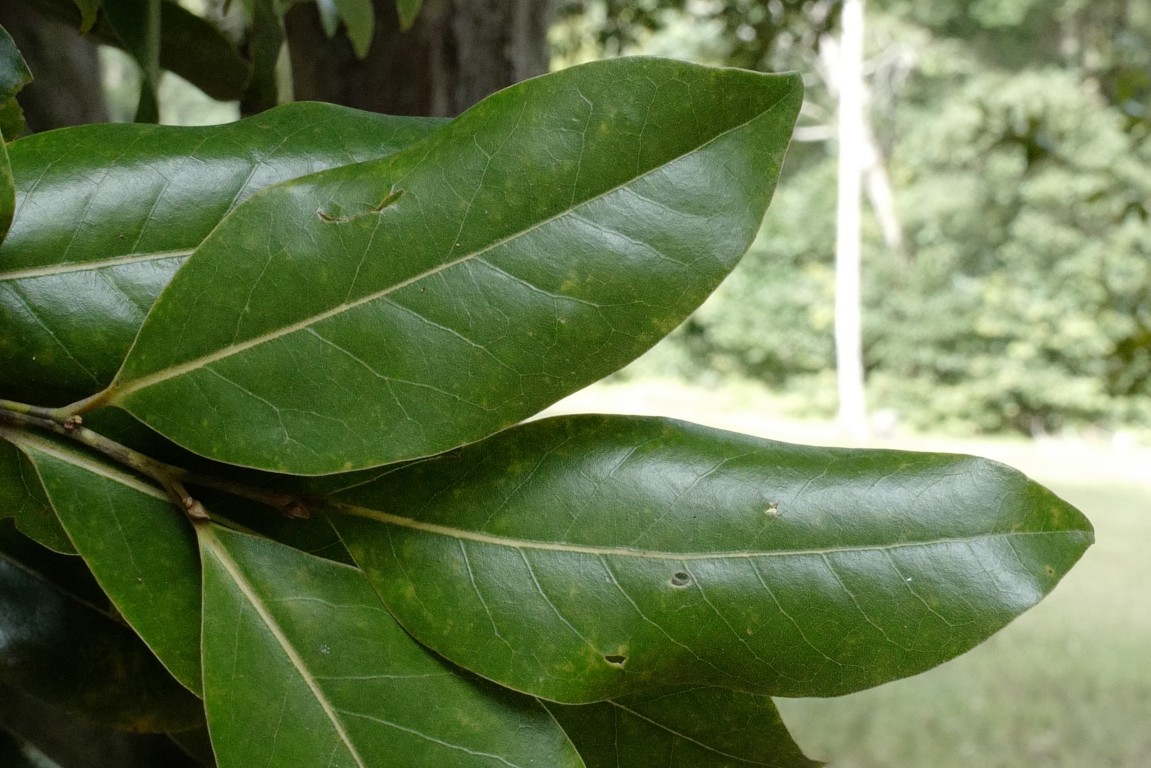 Cryptocarya glaucescens