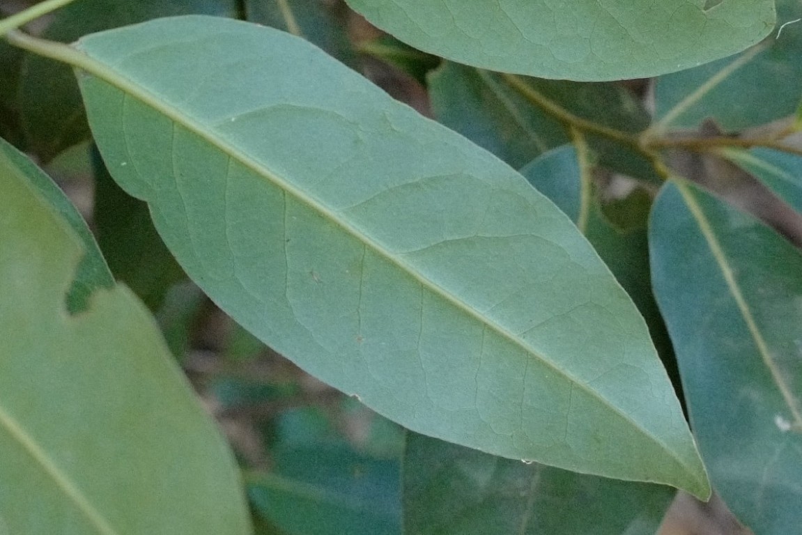 Cryptocarya glaucescens