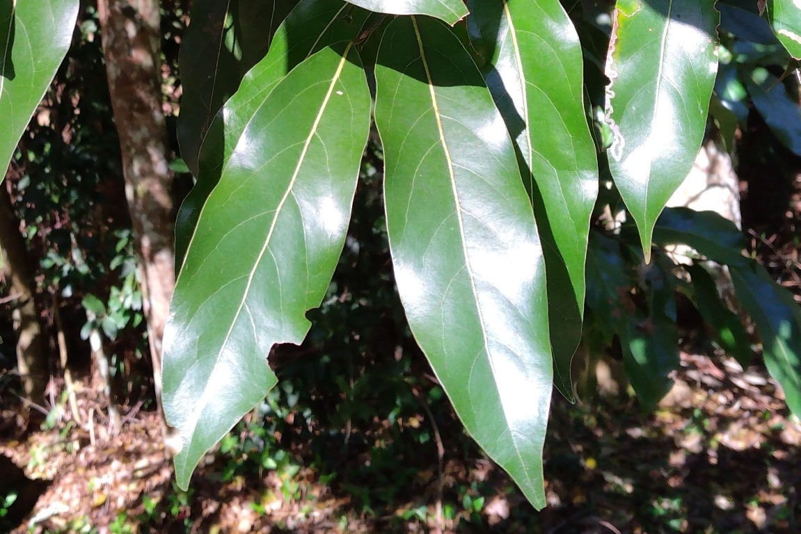 Cryptocarya-microneura