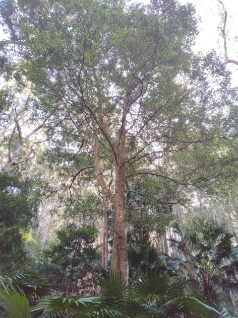 Cryptocarya microneura