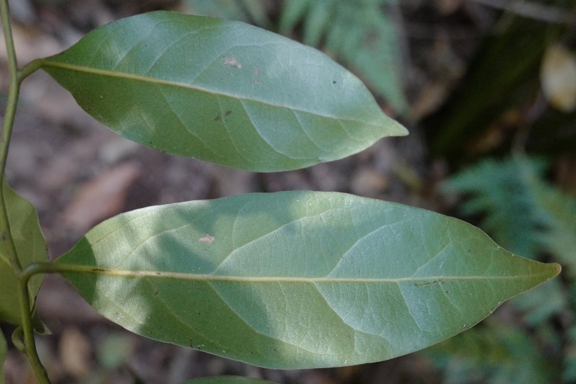 Cryptocarya-microneura