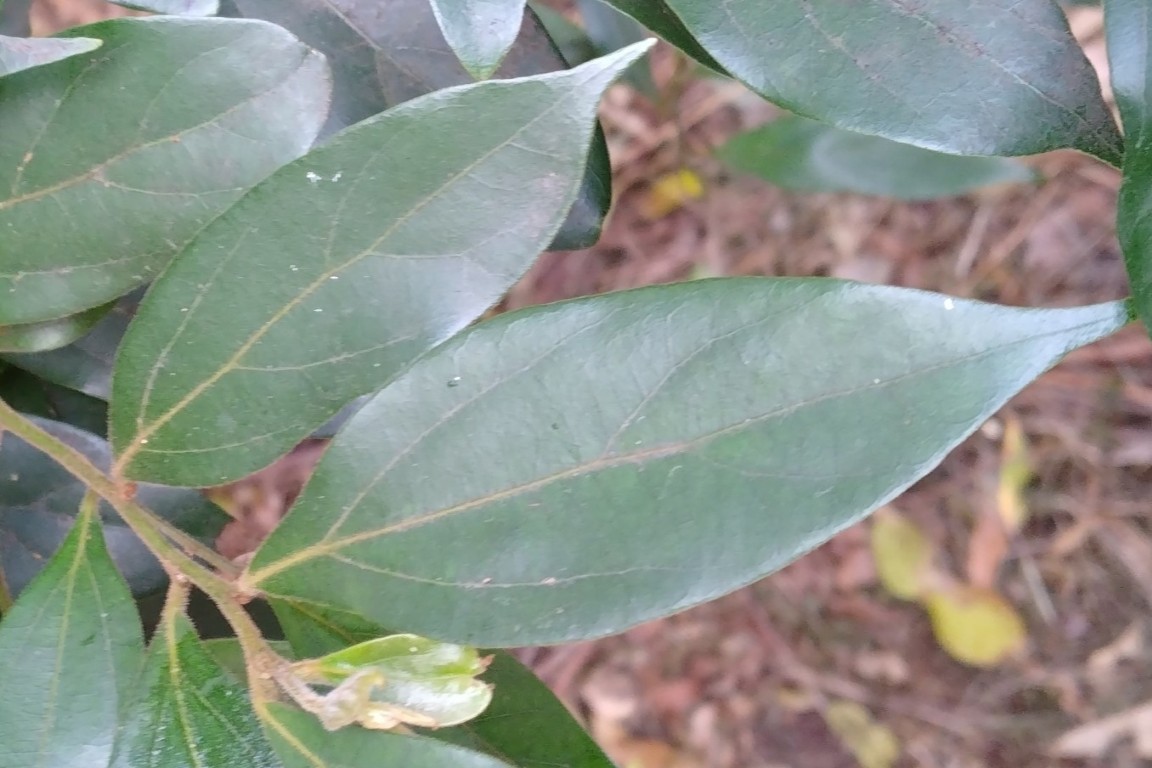Cryptocarya triplinervis pubens
