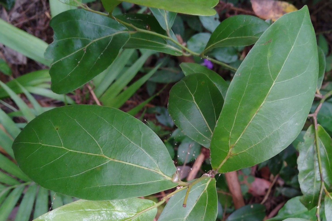 Cryptocarya triplinervis triplinervis