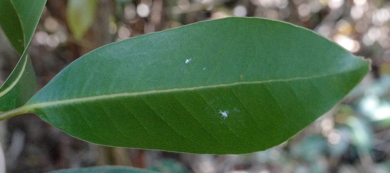 Endiandra sieberi undersides