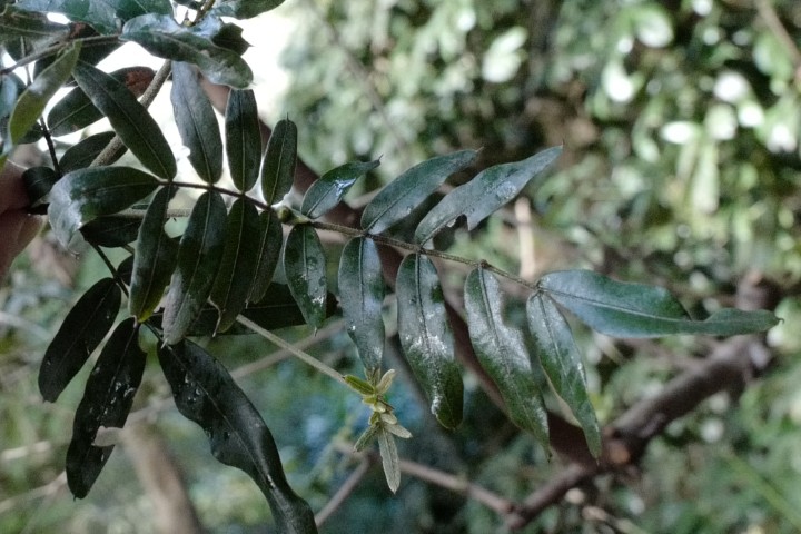 Photo of Eucryphia moorei (Pinkwood)