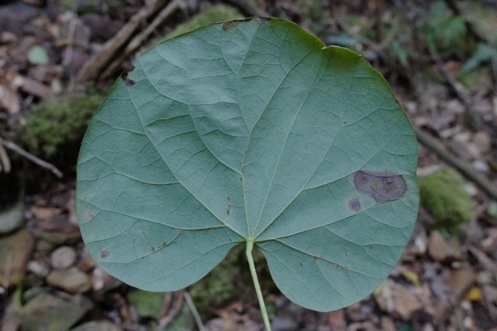 Photo of Legnephora moorei (Round-leaf Vine)
