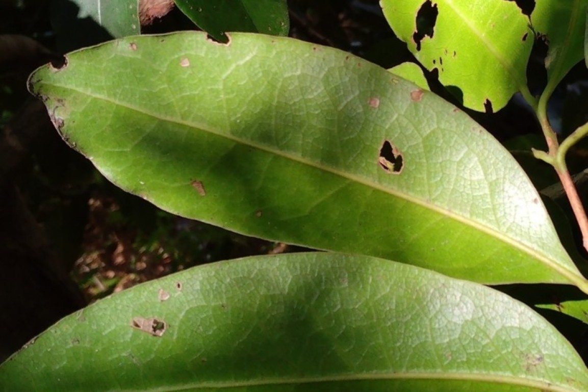Litsea reticulata