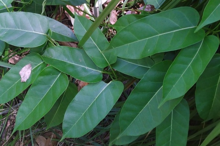 Photo of Marsdenia rostrata (Milk Vine)