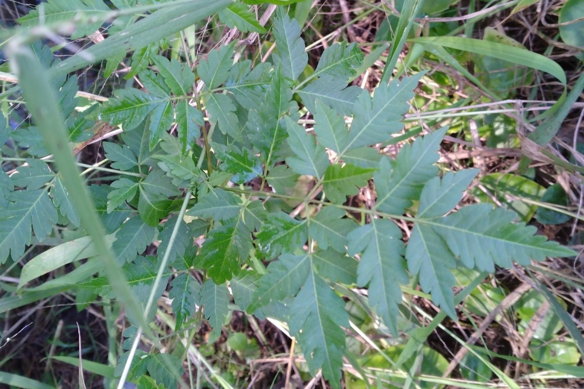 Photo of Melia azedarach