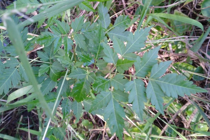 Photo of Melia azedarach (White Cedar)
