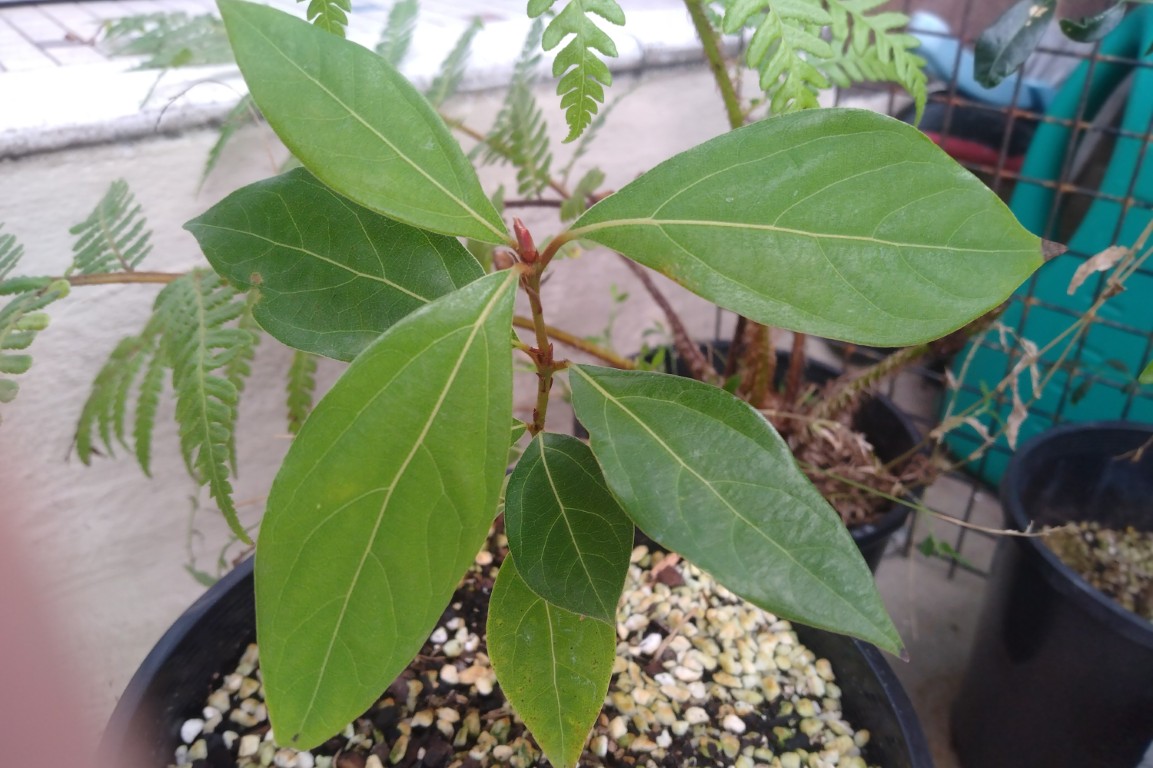 Young Neolitsea dealbata