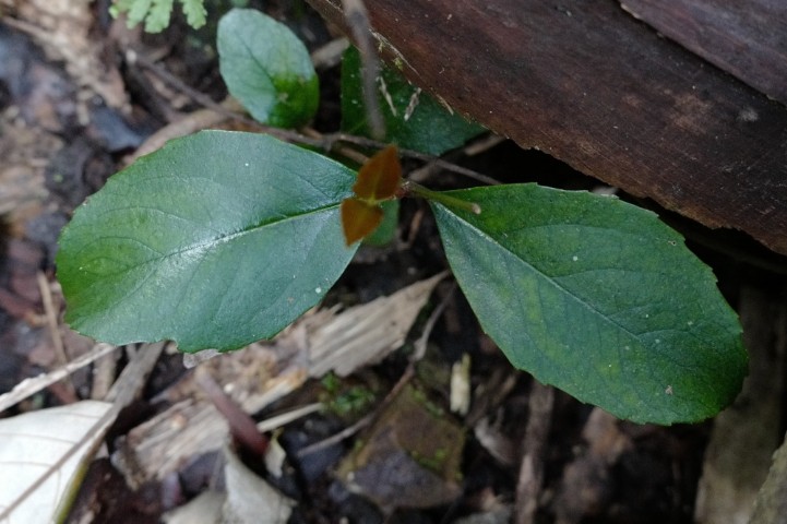 Photo of Aphanopetalum resiniferum ( Gum Vine)