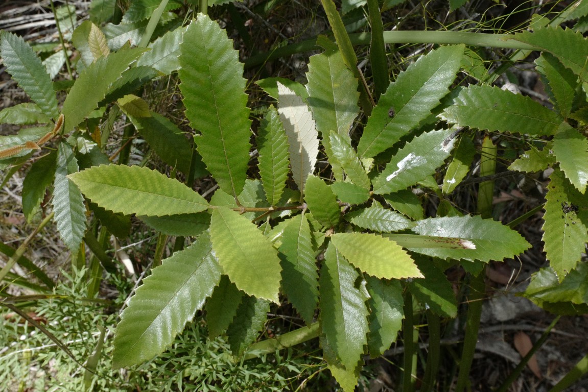 Leaves of Callicoma serratifolia,Curra Moors Loop Track, Royal National Park