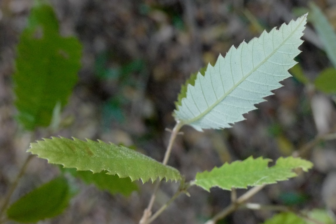 Leaves of Callicoma serratifolia near Hacking RIver, Royal National Park