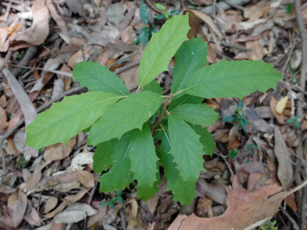 Juvenile Gmelina-leichhardtii near creek in Royal National Park