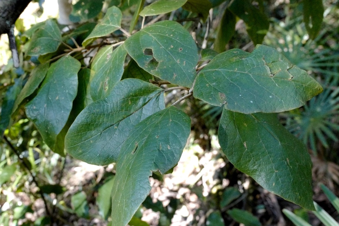Gmelina-leichhardtii near Bola Creek, Royal National Park