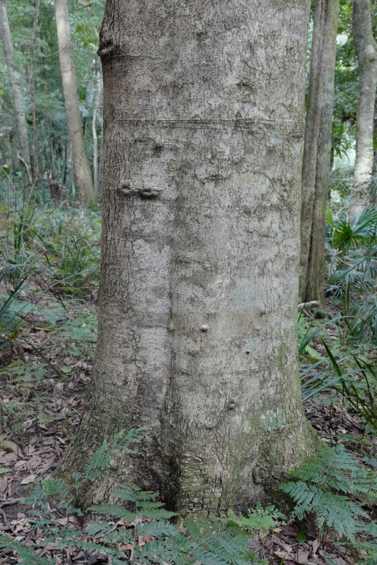 Large Gmelina-leichhardtii near Hacking River in Royal National Park
