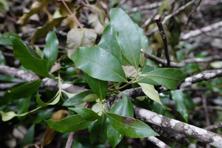 Photo of Melodinus australis (Bellbird Vine)