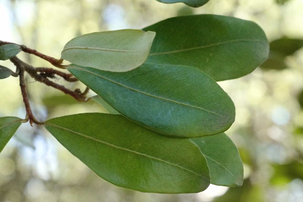 Myrsine variabilis in littoral rainforest in Royal National Park