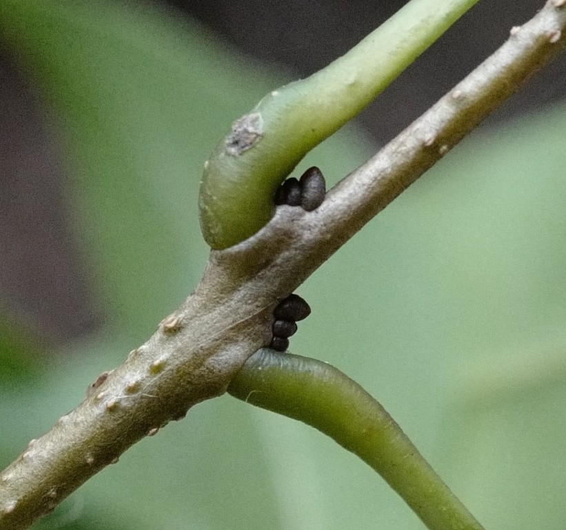 Axillary buds of Notelaea venosa
